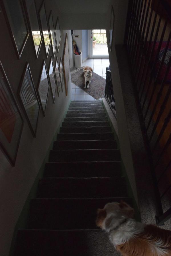 B&B Villa Moro - Family House โดโมดอสโซลา ภายนอก รูปภาพ