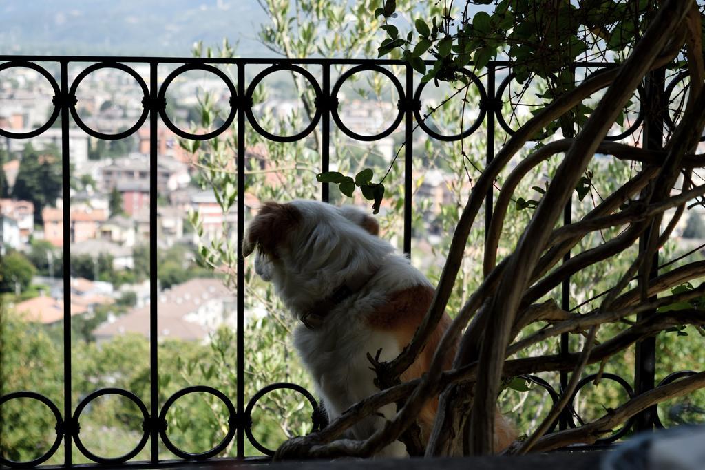 B&B Villa Moro - Family House โดโมดอสโซลา ภายนอก รูปภาพ